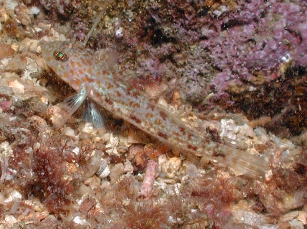 Thorogobius macrolepis (Ghiozzo gattopardo)